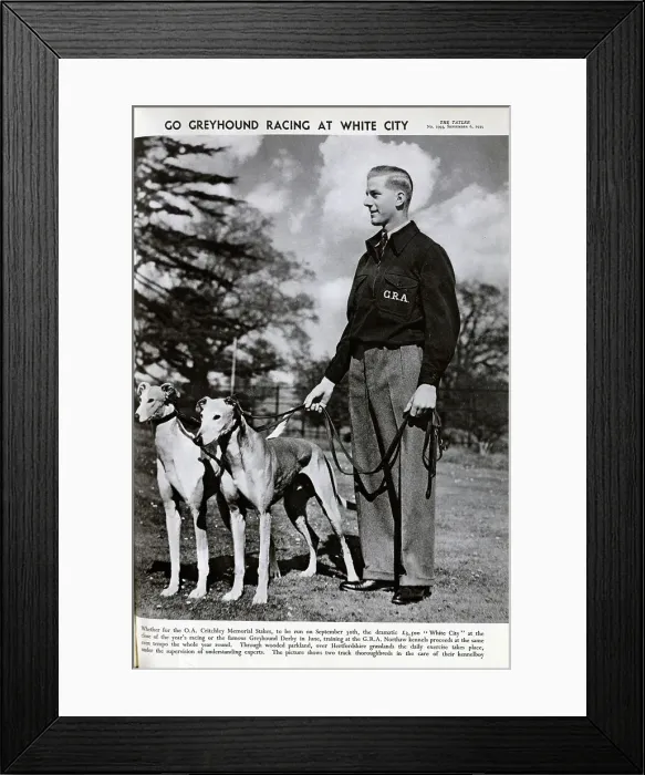 Framed Print : Greyhound racing at White City Framed Print : Greyhound racing at White City
