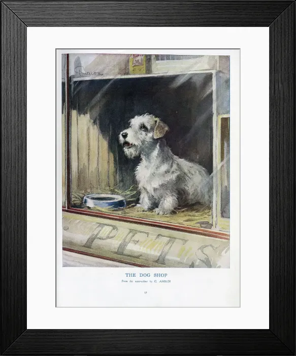 Framed Print : The Dog Shop Framed Print : The Dog Shop
