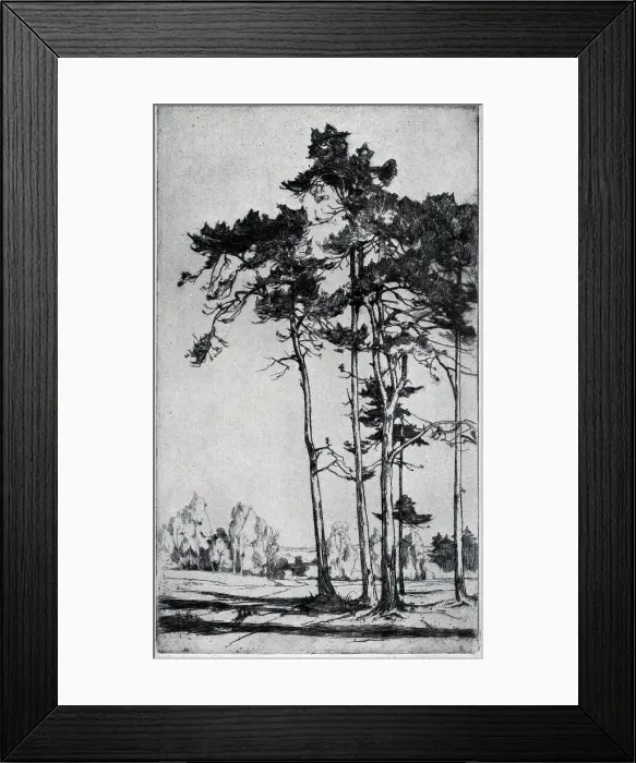 Framed Print : Etching. An etching showing a small cluster of tall trees dominating the foreground Framed Print : Etching. An etching showing a small cluster of tall trees dominating the foreground