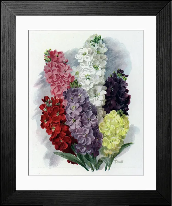 Framed Print : Painting of Stocks Framed Print : Painting of Stocks