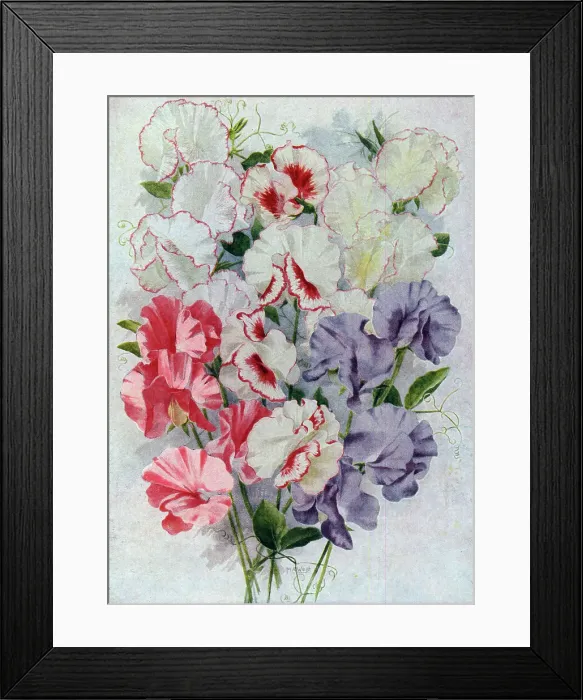 Framed Print : Sweet Peas Framed Print : Sweet Peas