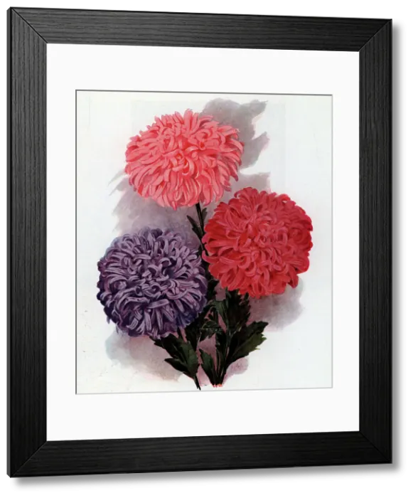 Framed Print : The Perfection Asters Framed Print : The Perfection Asters