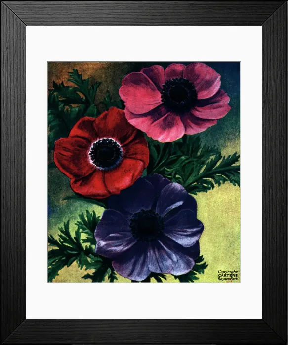 Framed Print : Anemones. Picture of three Anemones, in pink, red and violet Framed Print : Anemones. Picture of three Anemones, in pink, red and violet