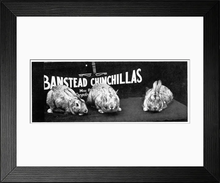 Framed Print : Banstead Chinchillas Advertisement Framed Print : Banstead Chinchillas Advertisement