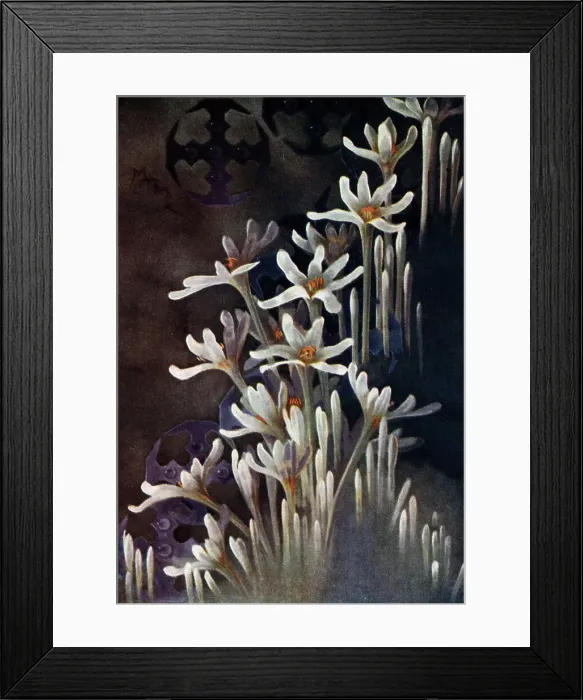 Framed Print : White Flowers Framed Print : White Flowers