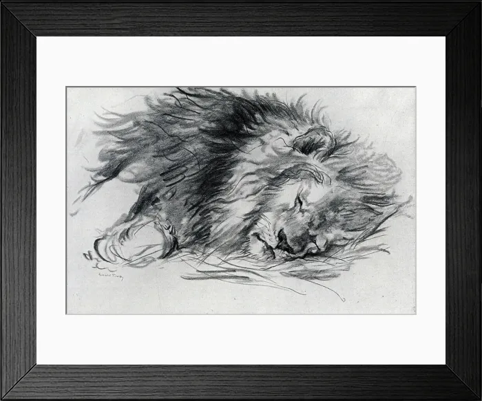 Framed Print : Sleeping Lion