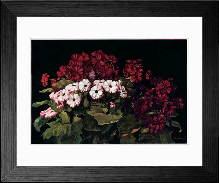 Framed Print : Glorious Cinerarias Framed Print : Glorious Cinerarias