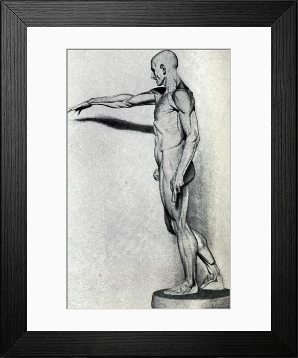 Framed Print : Anatomical Figure Framed Print : Anatomical Figure
