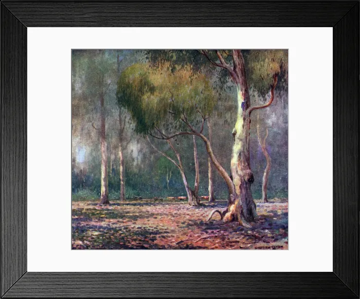 Framed Print : In The Bush, Jervis Bay Framed Print : In The Bush, Jervis Bay
