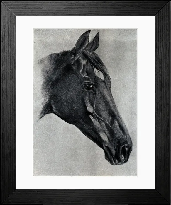 Framed Print : Horse's Head Framed Print : Horse's Head