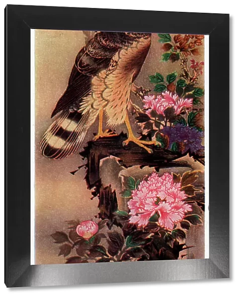 Hawk. Artwork showing a magnificent hawk stood on a rocky ledge, with blooming pink