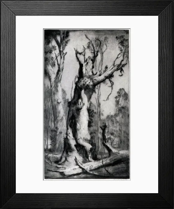 Framed Print : The Shell. An etching showing a thick, twisted, gnarled old tree in a woodland Framed Print : The Shell. An etching showing a thick, twisted, gnarled old tree in a woodland