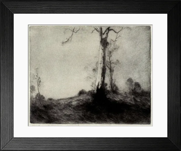 Framed Print : The White Gum Framed Print : The White Gum