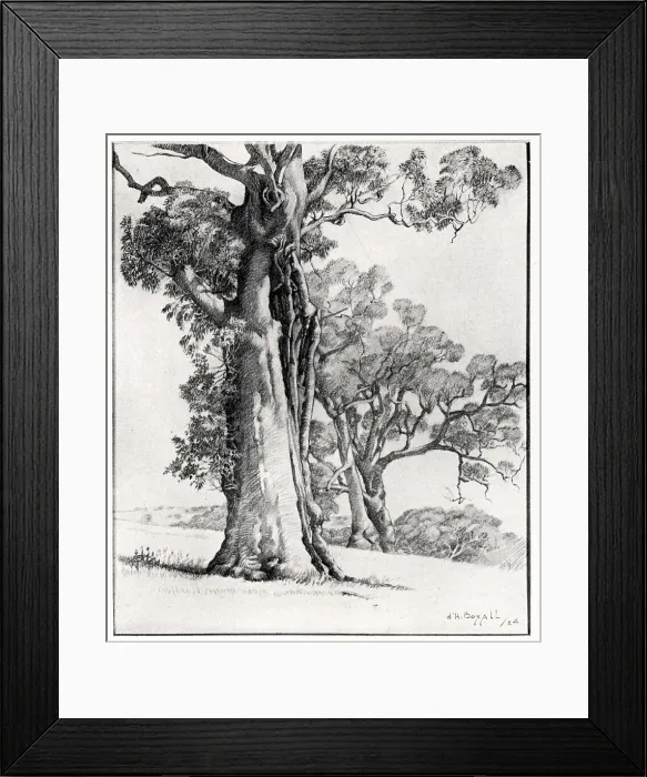 Framed Print : Giant Trees Framed Print : Giant Trees