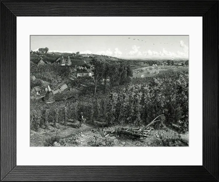 Framed Print : The Hop Garden, Wrotham, Kent Framed Print : The Hop Garden, Wrotham, Kent