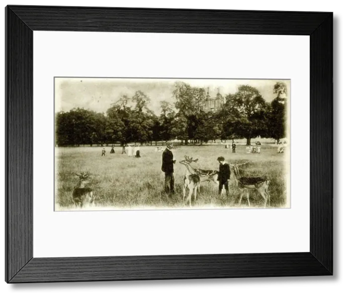 Framed Print : Deer in Greenwich Park, SE London Framed Print : Deer in Greenwich Park, SE London
