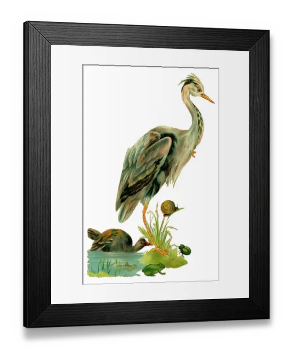 Framed Print : Victorian scrap, heron, frog, snail and beetle Framed Print : Victorian scrap, heron, frog, snail and beetle
