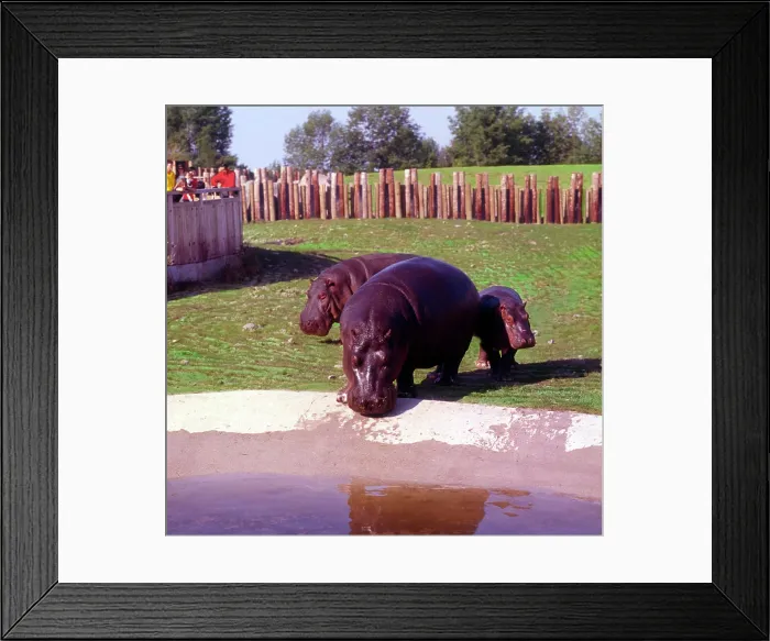 Framed Print : Toronto, Ontario, Canada - Metro Toronto Zoo Framed Print : Toronto, Ontario, Canada - Metro Toronto Zoo