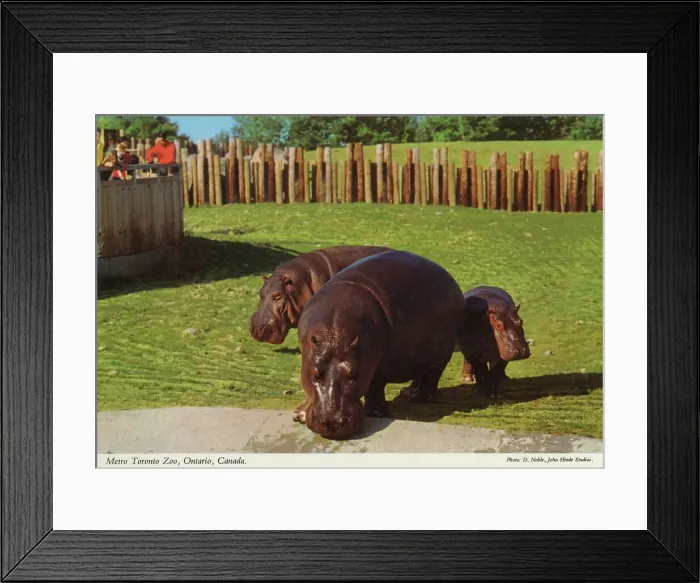 Framed Print : Toronto, Ontario, Canada - Metro Toronto Zoo Framed Print : Toronto, Ontario, Canada - Metro Toronto Zoo
