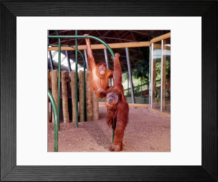 Framed Print : Toronto, Ontario, Canada - Metro Toronto Zoo Framed Print : Toronto, Ontario, Canada - Metro Toronto Zoo
