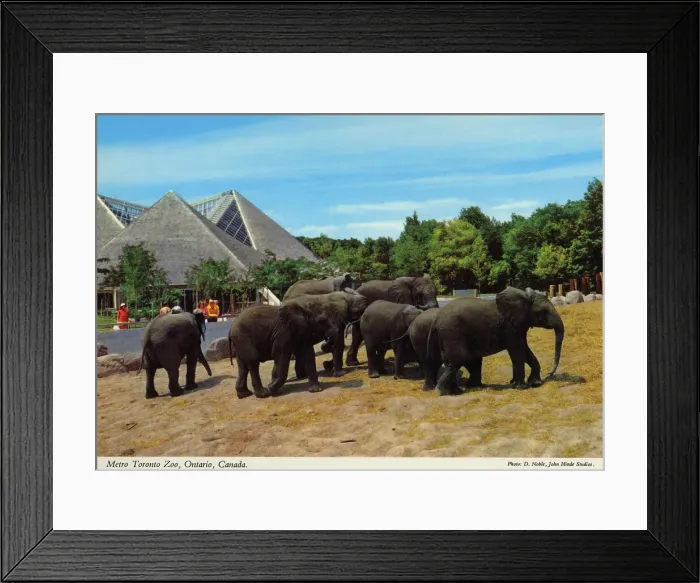 Framed Print : Toronto, Ontario, Canada - Metro Toronto Zoo Framed Print : Toronto, Ontario, Canada - Metro Toronto Zoo