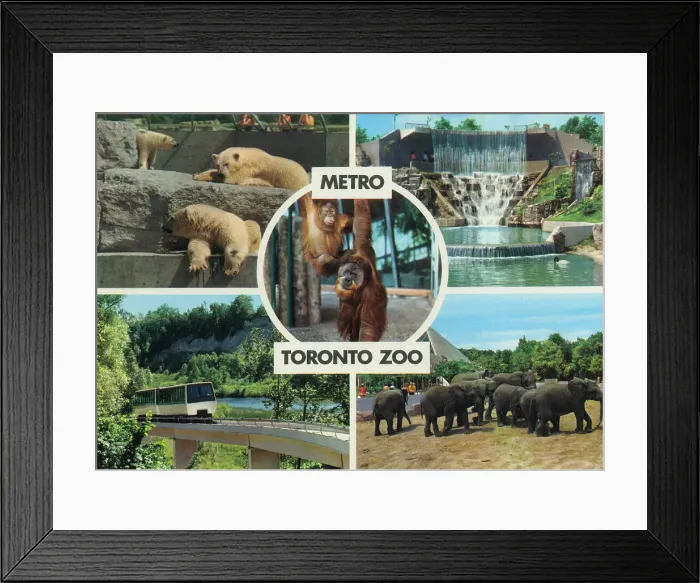 Framed Print : Toronto, Ontario, Canada - Metro Toronto Zoo Framed Print : Toronto, Ontario, Canada - Metro Toronto Zoo