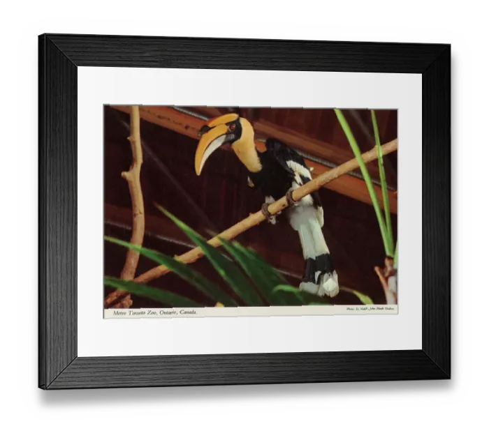 Framed Print : Toronto, Ontario, Canada - Metro Toronto Zoo Framed Print : Toronto, Ontario, Canada - Metro Toronto Zoo