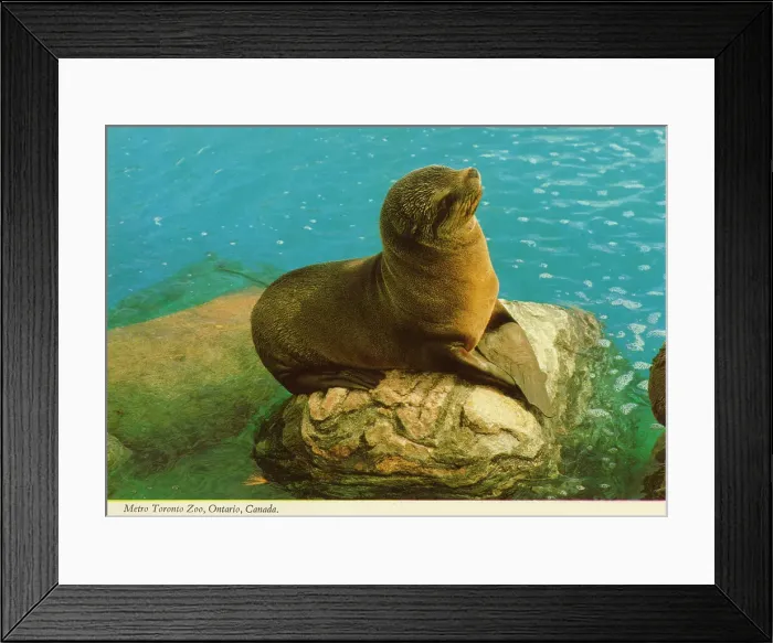 Framed Print : Toronto, Ontario, Canada - Seal at Metro Toronto Zoo Framed Print : Toronto, Ontario, Canada - Seal at Metro Toronto Zoo