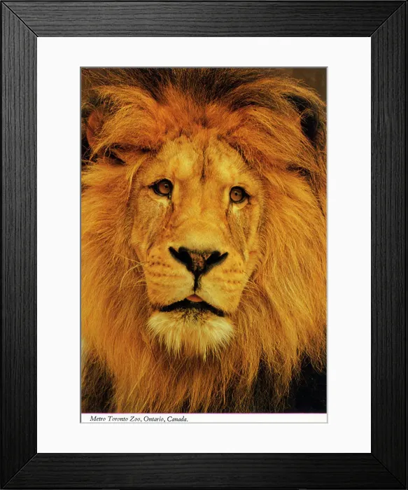 Framed Print : Toronto, Ontario, Canada - Lion at Metro Toronto Zoo Framed Print : Toronto, Ontario, Canada - Lion at Metro Toronto Zoo