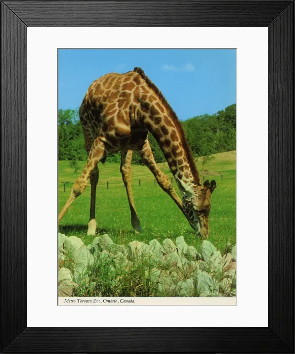 Framed Print : Toronto, Ontario, Canada - Giraffe at Metro Toronto Zoo Framed Print : Toronto, Ontario, Canada - Giraffe at Metro Toronto Zoo