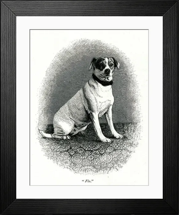 Framed Print : Queen Victoria's dog Flo