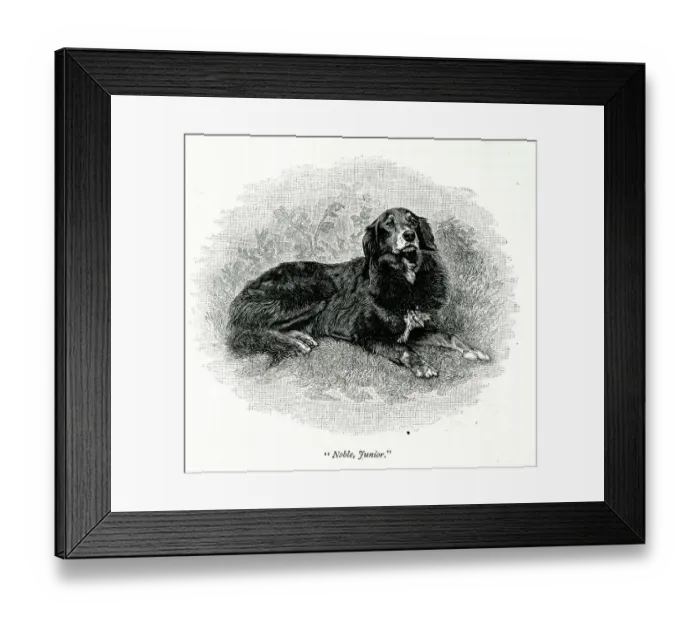 Framed Print : Queen Victoria's dog, Noble, Junior Framed Print : Queen Victoria's dog, Noble, Junior
