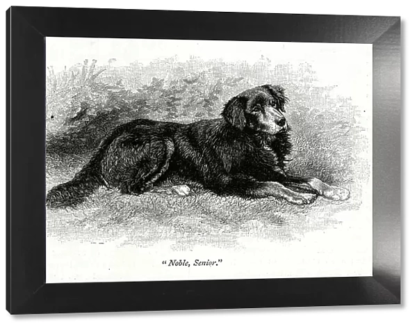 Queen Victoria's dog, Noble, Senior