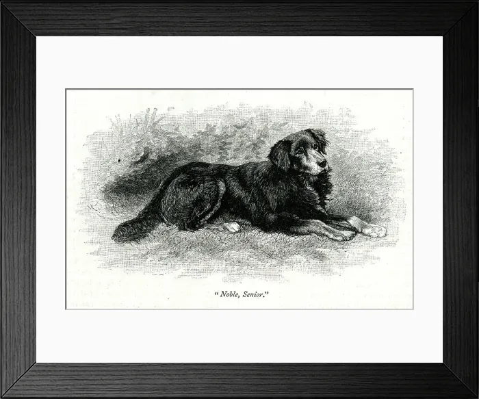 Framed Print : Queen Victoria's dog, Noble, Senior Framed Print : Queen Victoria's dog, Noble, Senior