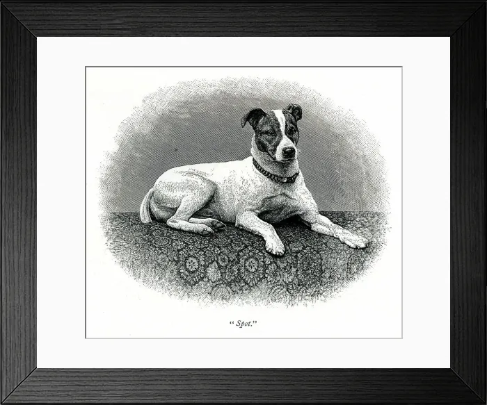 Framed Print : Queen Victoria's dog Spot Framed Print : Queen Victoria's dog Spot