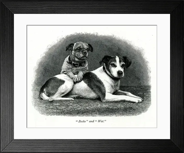 Framed Print : Queen Victoria's dogs Bosko and Wat Framed Print : Queen Victoria's dogs Bosko and Wat