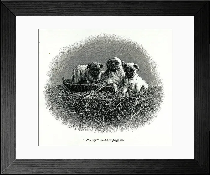 Framed Print : Queen Victoria's dog Rooney and her puppies Framed Print : Queen Victoria's dog Rooney and her puppies