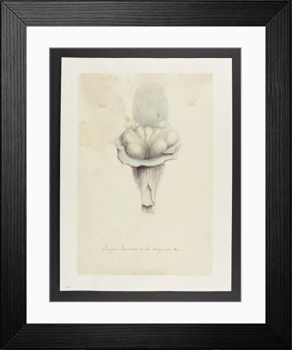 Framed Print : 13741434 Framed Print : 13741434