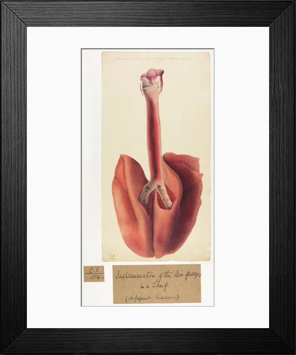 Framed Print : 13741565 Framed Print : 13741565