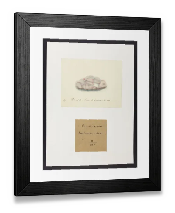 Framed Print : 13741625 Framed Print : 13741625