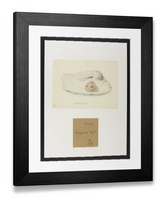Framed Print : 13741636 Framed Print : 13741636