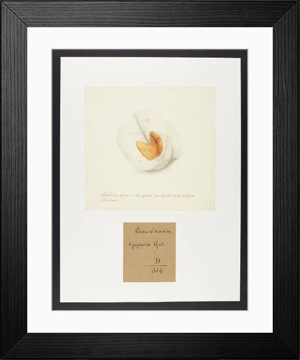 Framed Print : 13741648
