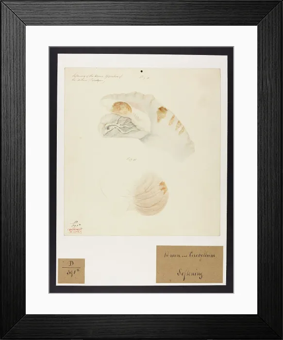 Framed Print : 13741653 Framed Print : 13741653