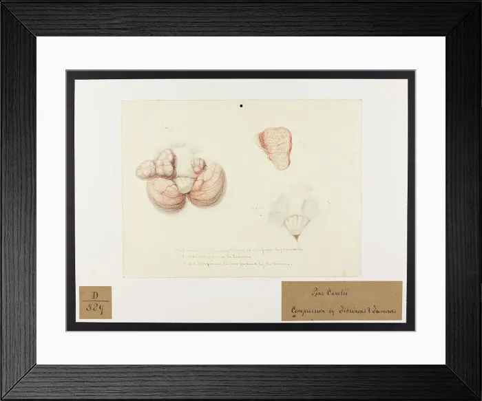 Framed Print : 13741678 Framed Print : 13741678