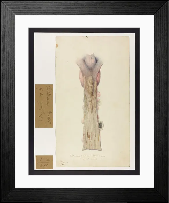 Framed Print : 13741746 Framed Print : 13741746