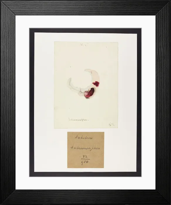 Framed Print : 13741843 Framed Print : 13741843
