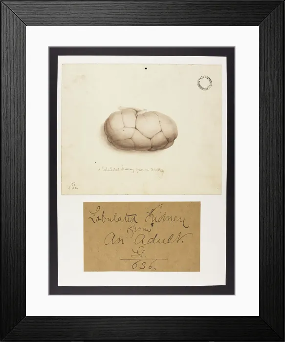 Framed Print : 13741965 Framed Print : 13741965