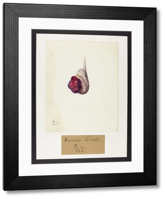 Framed Print : 13742003 Framed Print : 13742003