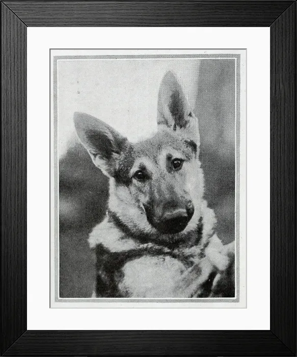 Framed Print : A Royal Puppy Framed Print : A Royal Puppy