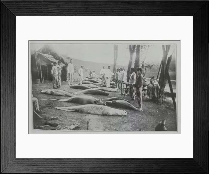 Framed Print : A Catch of Arapaima Fish Framed Print : A Catch of Arapaima Fish
